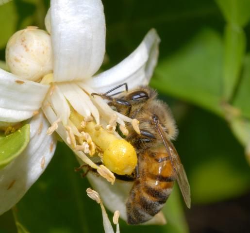 Figure 1. Honey bee on an orange blossom.