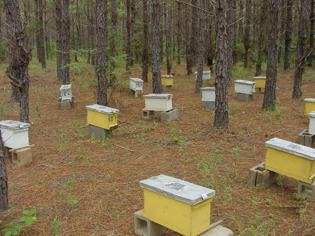 Figure 4. An apiary full of nucs for sale. Many beekeepers find that they can make more money producing and selling nucs than they can producing honey.