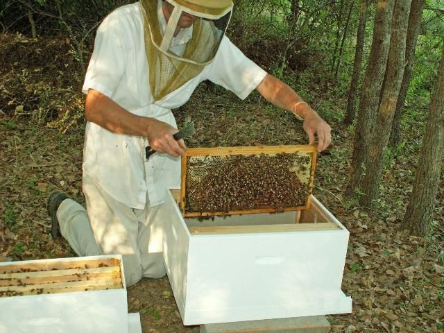 Figure 20. Transfer frames from the nuc into the full-size hive.