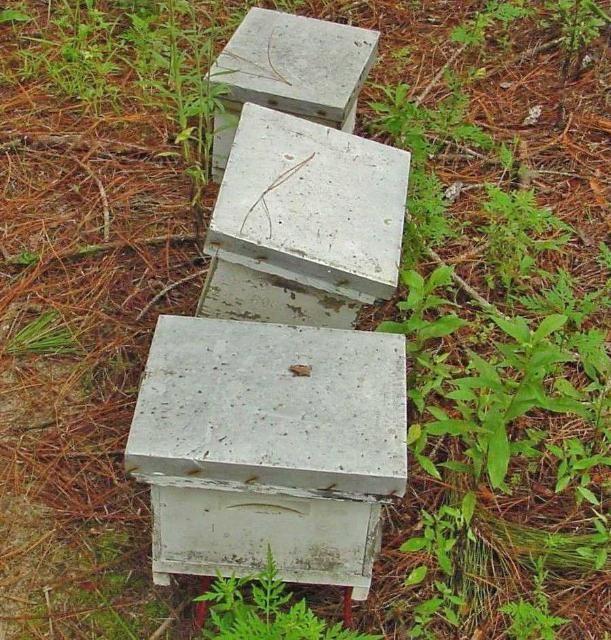Figure 2. Baby nucs. Baby nucs are used by queen producers. Queens are produced in each baby nuc, caged after they begin laying, and shipped to beekeeper customers.