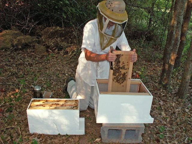 Figure 19. Shake bees from the nuc lid into the full-size hive.