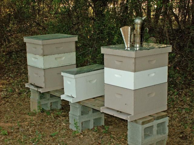 Figure 3. Two production colonies and a support nuc. Hobbyists and sideliners will find it beneficial to manage one nuc for every two to three full-size production colonies they have. Commercial beekeepers may keep one nuc for every ten or more production colonies they manage.