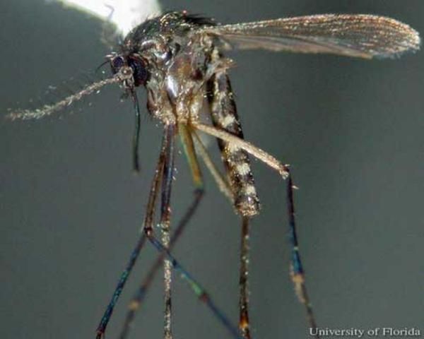 Figure 3. Adult female Culex (Melanoconion) iolambdis Dyar, a mosquito.