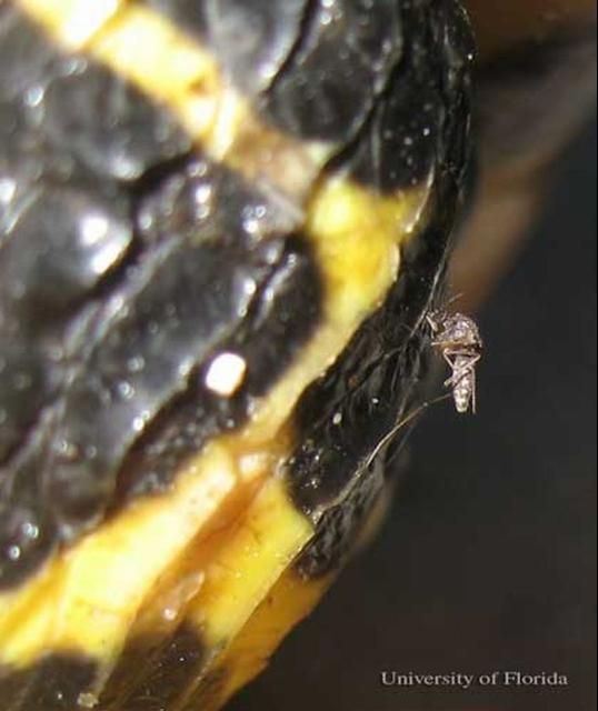 Figure 9. An adult Culex iolambdis Dyar mosquito feeding on Pseudemys nelsoni, the Florida redbelly cooter.