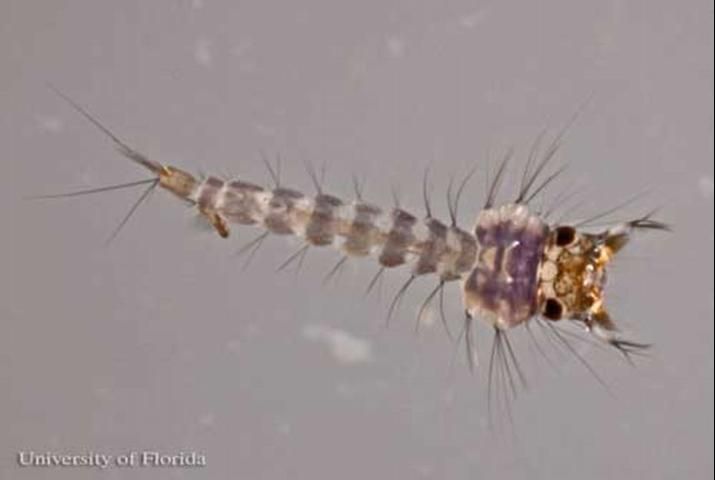 Figure 6. Larva of Culex (Melanoconion) iolambdis Dyar, a mosquito.