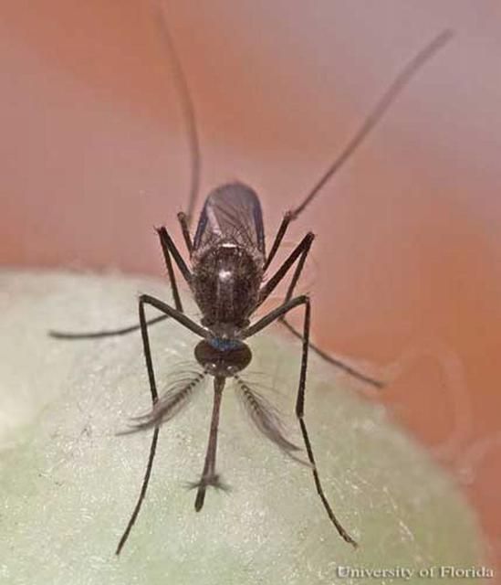 Figure 4. Adult male Culex (Melanoconion) iolambdis Dyar, a mosquito.