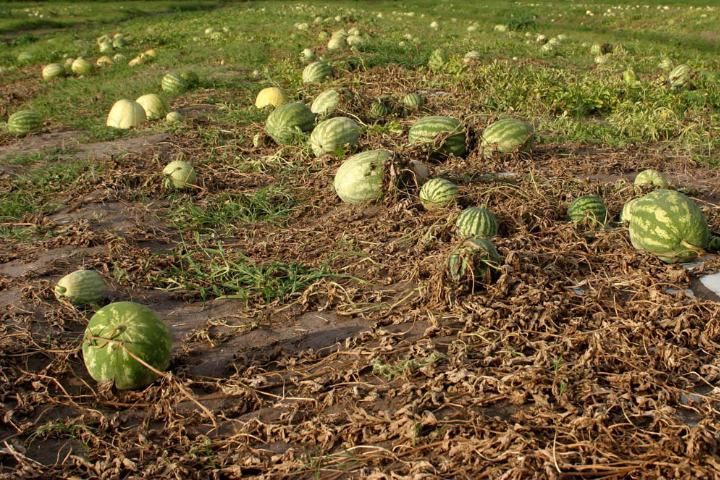 Watermelon plants killed by infection with SqVYV.