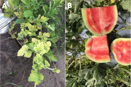 (A) CCYV damage on watermelon vine, and (B) on watermelon fruits.