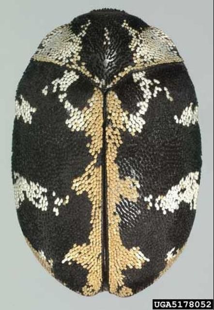 Figure 2. Dorsal view of an adult common carpet beetle, Anthrenus scrophulariae (Linnaeus). This specimen has orange scales. Photograph by: Natasha Wright, Florida Department of Agriculture and Consumer Services - Division of Plant Industry; bugwood.org