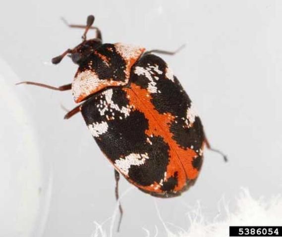 Figure 4. An adult common carpet beetle, Anthrenus scrophulariae (Linnaeus). This specimen has orange-reddish scales. Photograph by: Joseph Berger, bugwood.org