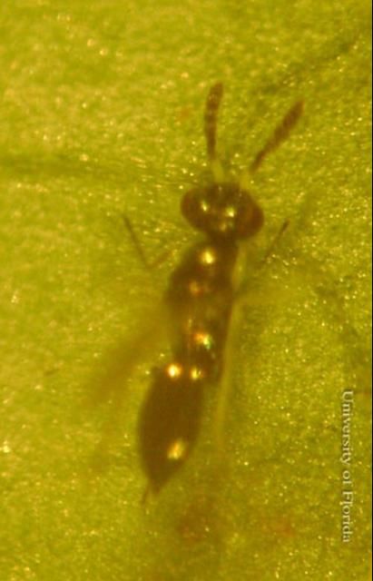 Figure 1. Adult Diglyphus sp. on a bean leaf. Larvae in this genus are external parasitoids of dipteran leafminers.