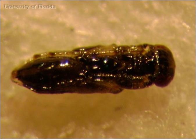 Figure 7. Late stage of pupae of Diglyphus spp. turn black in color. In this image the head is to the right. Larvae in this genus are external parasitoids of dipteran leafminers.