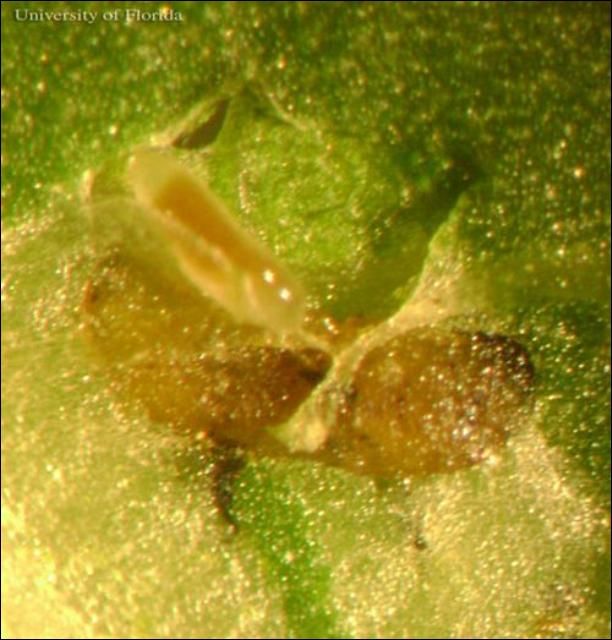 Figure 4. Parasitoid Diglyphus sp. larva (top) feeding on a leafminer larva. The larva was removed from the mine of a bean leaf. Larvae in this genus are external parasitoids of dipteran leafminers.