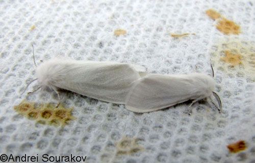 Figure 6. A mating pair of fall webworms, Hyphantria cunea (Drury). These individuals were reared from the same nest of black-headed larvae, collected on bold cypress in Gainesville, Florida.