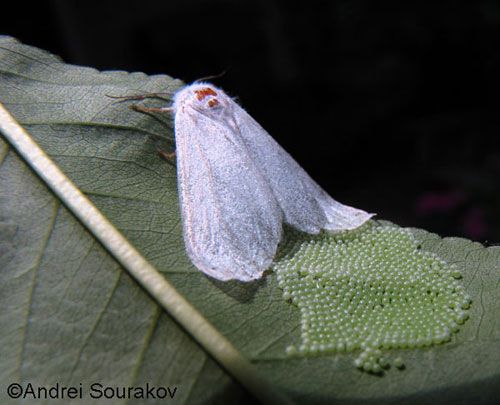 Figure 7. Adult female fall webworm, Hyphantria cunea (Drury), laying eggs. Usually there are 400-1000 eggs in a batch. Female died following oviposition, never moving from the leaf. Photograph taken at Gainesville, Florida.