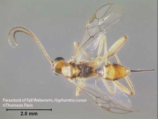 Figure 30. An adult parasitoid (unidentified species) of the fall webworm, Hyphantria cunea (Drury).