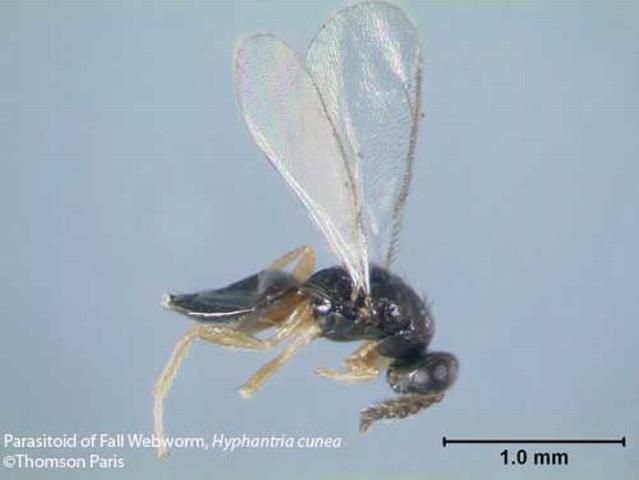 Figure 32. An adult parasitoid (unidentified species) of the fall webworm, Hyphantria cunea (Drury).