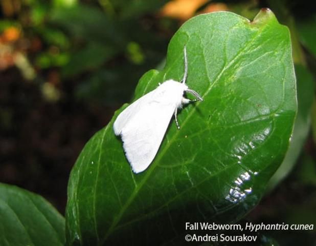 Figure 3. Adult male fall webworm, Hyphantria cunea (Drury). This adult is all white, which is typical for members of this species from the northern part of its range. Photograph taken at Gainesville, Florida from a reared larva.