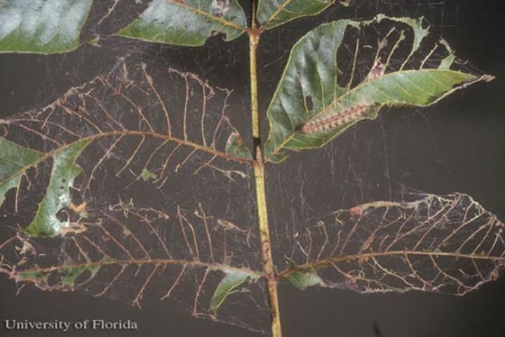 Figure 27. Leaf damage caused by larval feeding of the fall webworm, Hyphantria cunea (Drury).