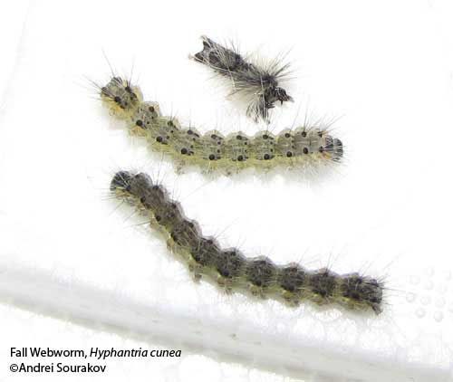 Figure 17. Fourth (middle) and fifth (bottom) instar larvae of the fall webworm, Hyphantria cunea (Drury). The top image is the skin left behind by a molted fourth instar caterpillar. Photograph taken at Gainesville, Florida.