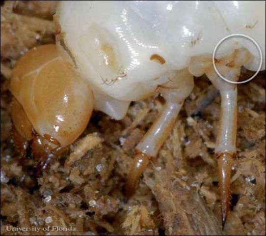 Figure 15. Close up of one of the reduced third pair of legs in a larvae of the horned passalus, Odontotaenius disjunctus Illiger.
