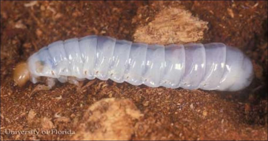 Figure 7. Larva of the horned passalus, Odontotaenius disjunctus Illiger, posed to see body shape.