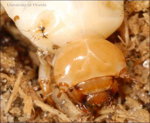Figure 8. Larva of the horned passalus, Odontotaenius disjunctus Illiger, with close up of head capsule.