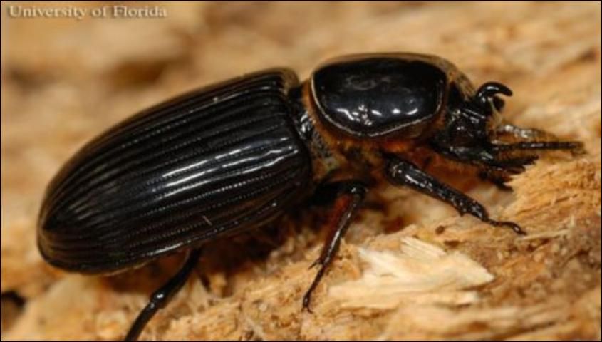 Figure 1. Lateral view of a horned passalus, Odontotaenius disjunctus Illiger. The shiny black color was responsible for another commonly used name: patent leather beetle.