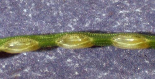 Figure 4. Eggs of the redheaded pine sawfly, Neodiprion lecontei (Fitch), in pine needle.