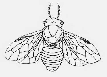 Figure 2. Adult sawfly, Neodiprion sp., body shape. Notice the lack of a thin, wasp-like waist.