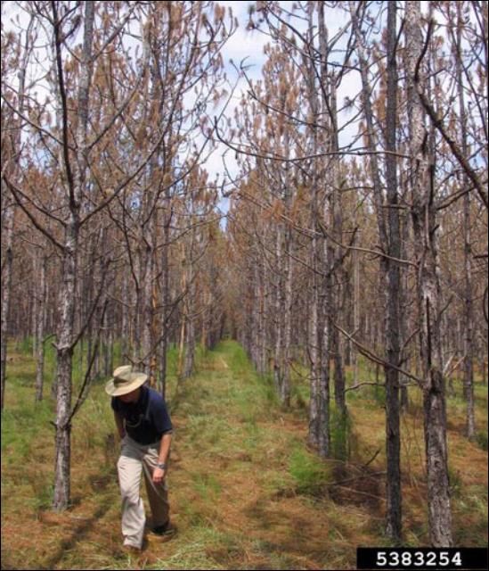 Figure 11. Complete pine defoliation due to feeding by an infestation of the redheaded pine sawfly, Neodiprion lecontei (Fitch).