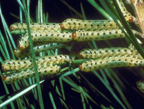 Figure 5. Mature larvae of the redheaded pine sawfly, Neodiprion lecontei (Fitch). Note the red head capsules.