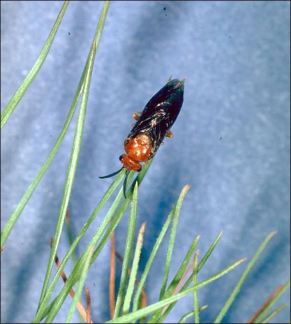 Figure 1. Adult female redheaded pine sawfly, Neodiprion lecontei (Fitch).