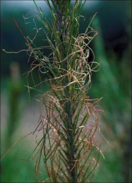 Figure 10. Typical straw-like feeding damage caused by the redheaded pine sawfly, Neodiprion lecontei (Fitch).