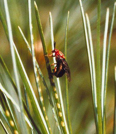 Figure 9. Adult female redheaded pine sawfly, Neodiprion lecontei (Fitch), laying eggs in a pine needle.
