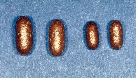 Figure 7. Cocoons of the redheaded pine sawfly, Neodiprion lecontei (Fitch). Large female cocoons on the left, smaller male cocoons on the right.