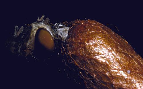 Figure 8. Adult of the redheaded pine sawfly, Neodiprion lecontei (Fitch), emerging from a cocoon.