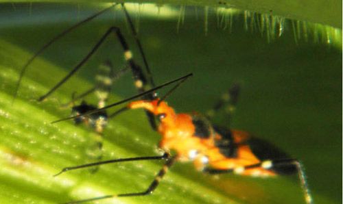 Figure 17. Adult female milkweed assassin bug, Zelus longipes Linnaeus, paralyzing its prey, a cornsilk fly, Euxesta stigmatias Loew, by inserting stylets.