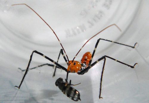 Figure 19. Nymph of the milkweed assassin bug, Zelus longipes Linnaeus, feeding on Euxesta annonae Fabricius, a picture-winged fly.