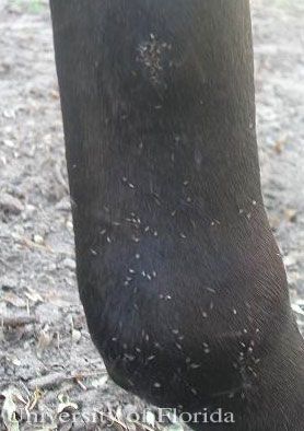 Figure 7. Congregation of adult Liohippelates around the puncture wound of a horse.