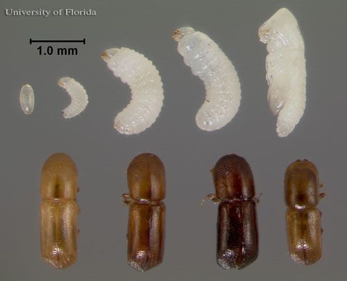 Figure 8. Life cycle of the redbay ambrosia beetle, Xyleborus glabratus Eichhoff. Top row, left to right: egg; 1st, 2nd and 3rd instar larvae, pupa. Bottom row, left to right: the first three adults are females with progressively darkening exoskeltons, the final adult is a male.