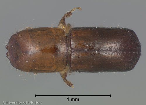 Figure 3. Dorsal view of an adult male redbay ambrosia beetle, Xyleborus glabratus Eichhoff.