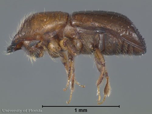 Figure 4. Lateral view of an adult male redbay ambrosia beetle, Xyleborus glabratus Eichhoff.