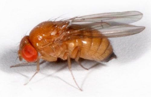 Figure 2. Adult female spotted-wing drosophila, Drosophilia suzukii (Matsumura).