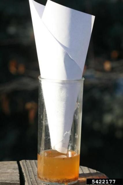 Figure 12. Simple funnel trap baited with vinegar to trap adult Drosophila.