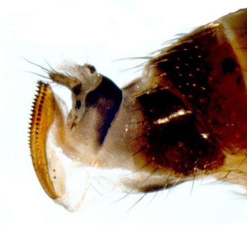Figure 5. Ovipositor of an adult female spotted-wing drosophila, Drosophilia suzukii(Matsumura), lateral view.