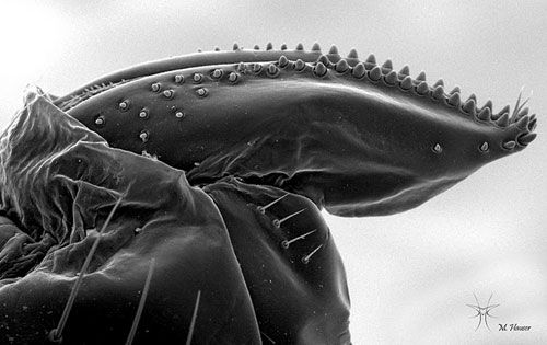 Figure 6. SEM of an ovipositor of an adult female spotted-wing drosophila, Drosophilia suzukii (Matsumura), lateral view.