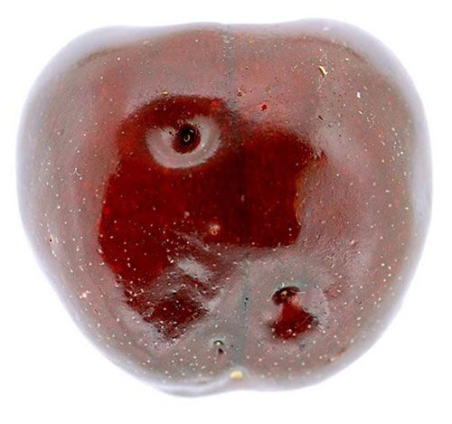 Figure 11. Oviposition scars from a female spotted-wing drosophila, Drosophilia suzukii (Matsumura), on a cherry fruit.