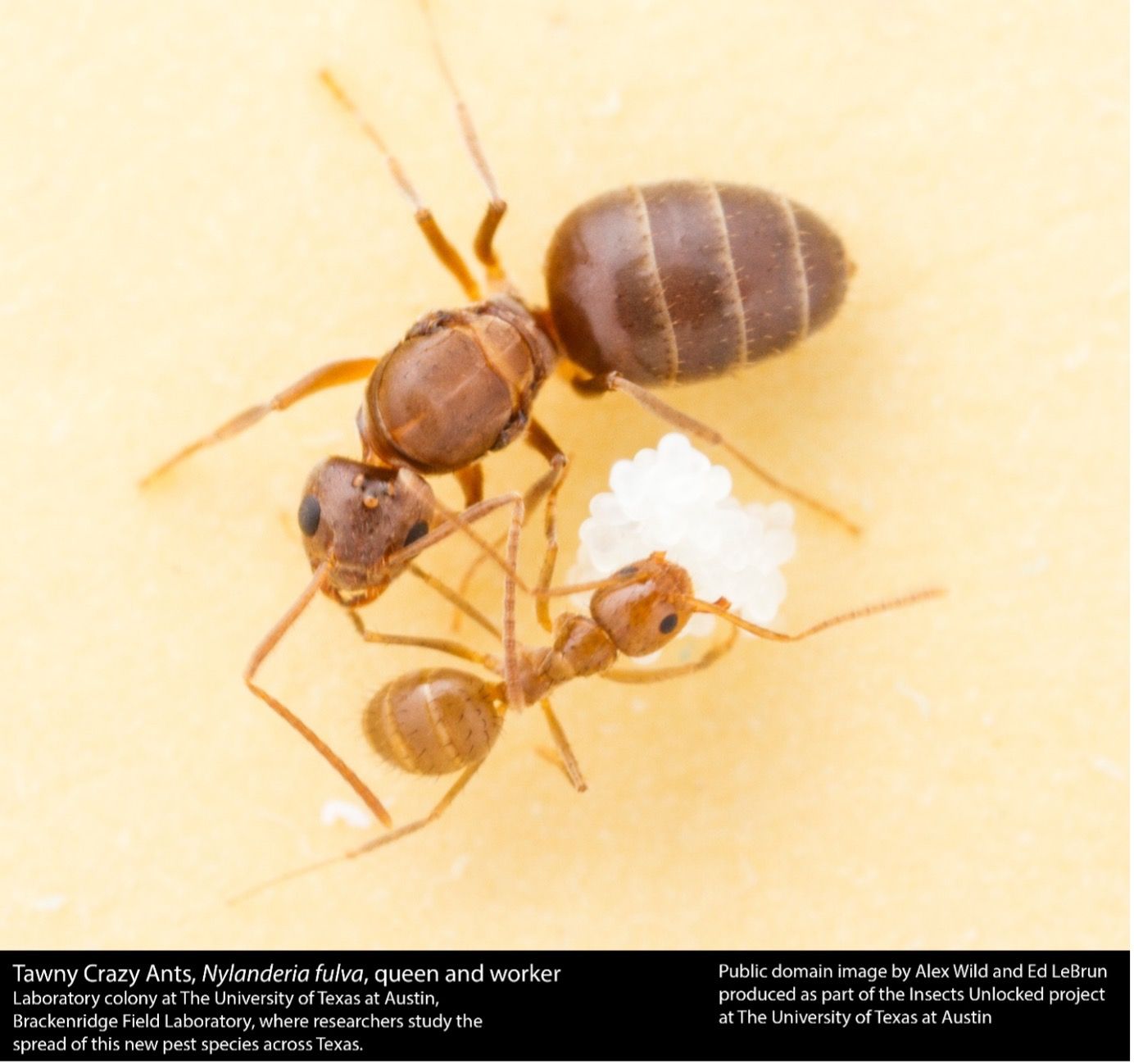 Tawny crazy ant queen and worker with egg cluster.