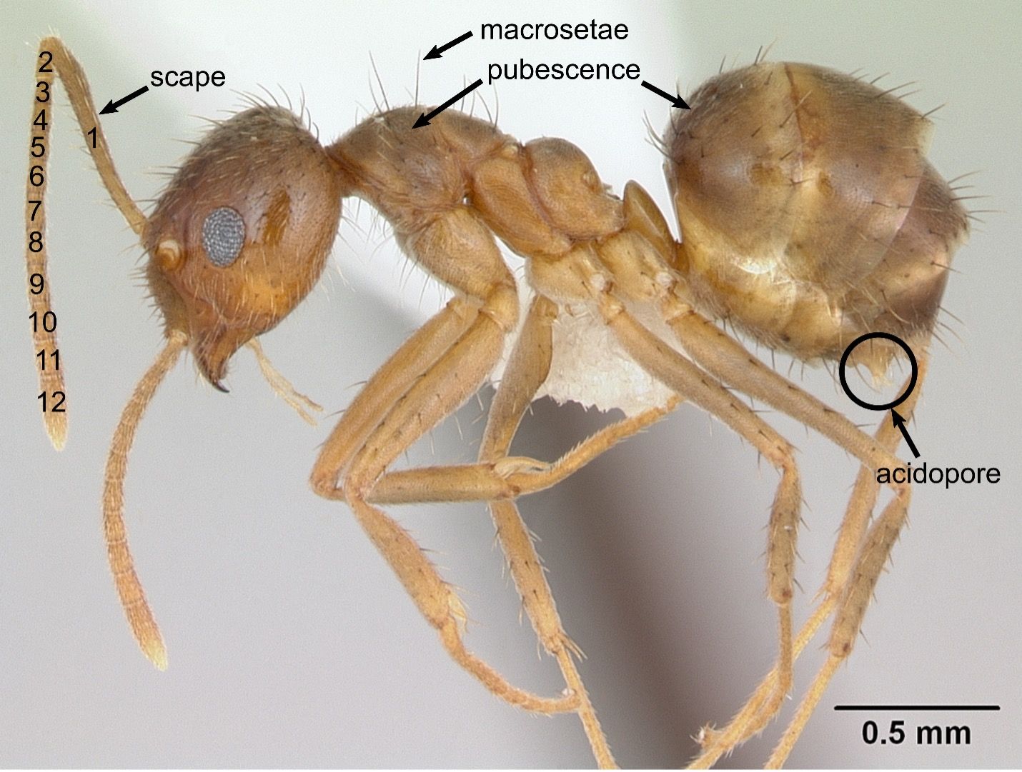 Profile view of a tawny crazy ant worker (AntWeb CASENT0173491).
